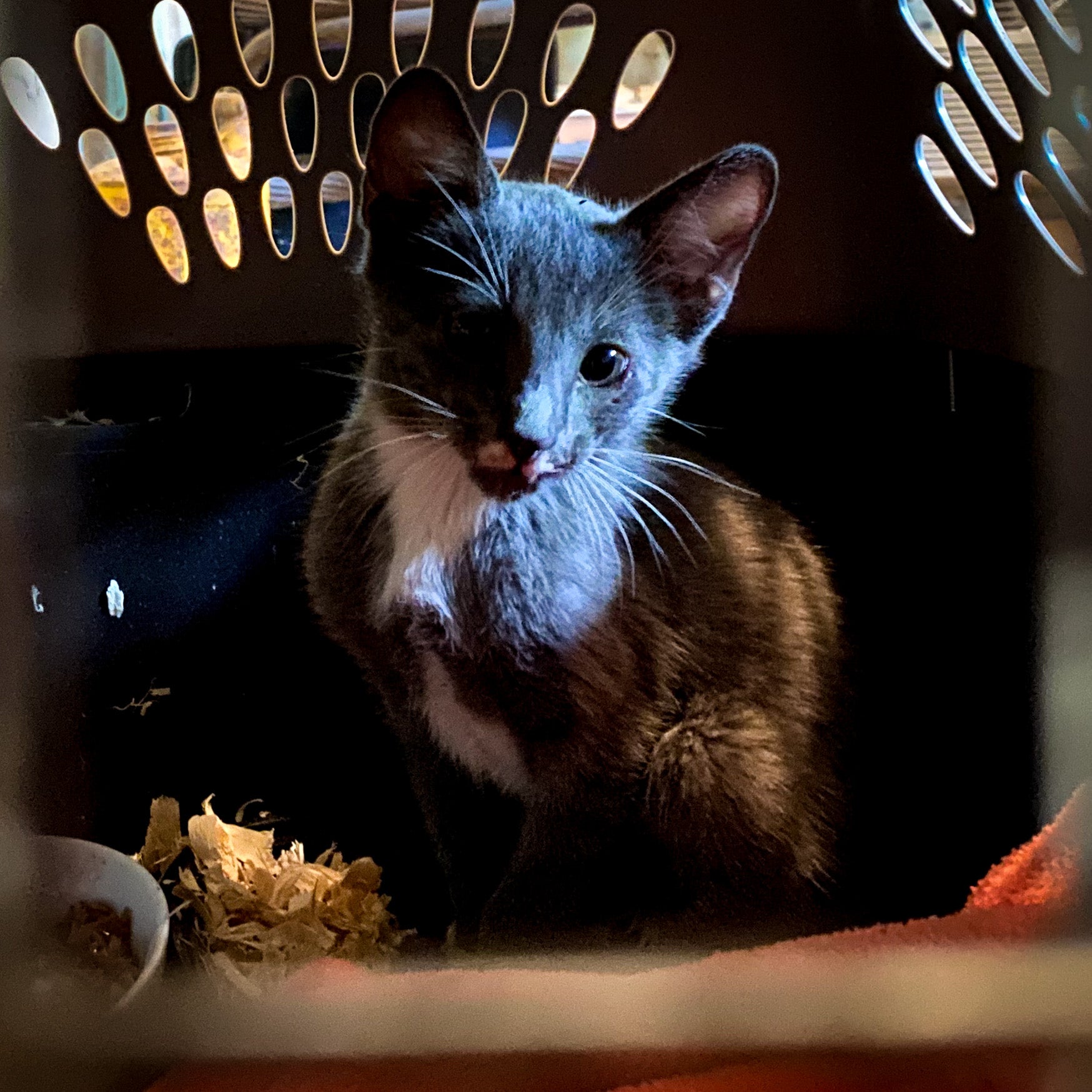 The Miracle Kitten