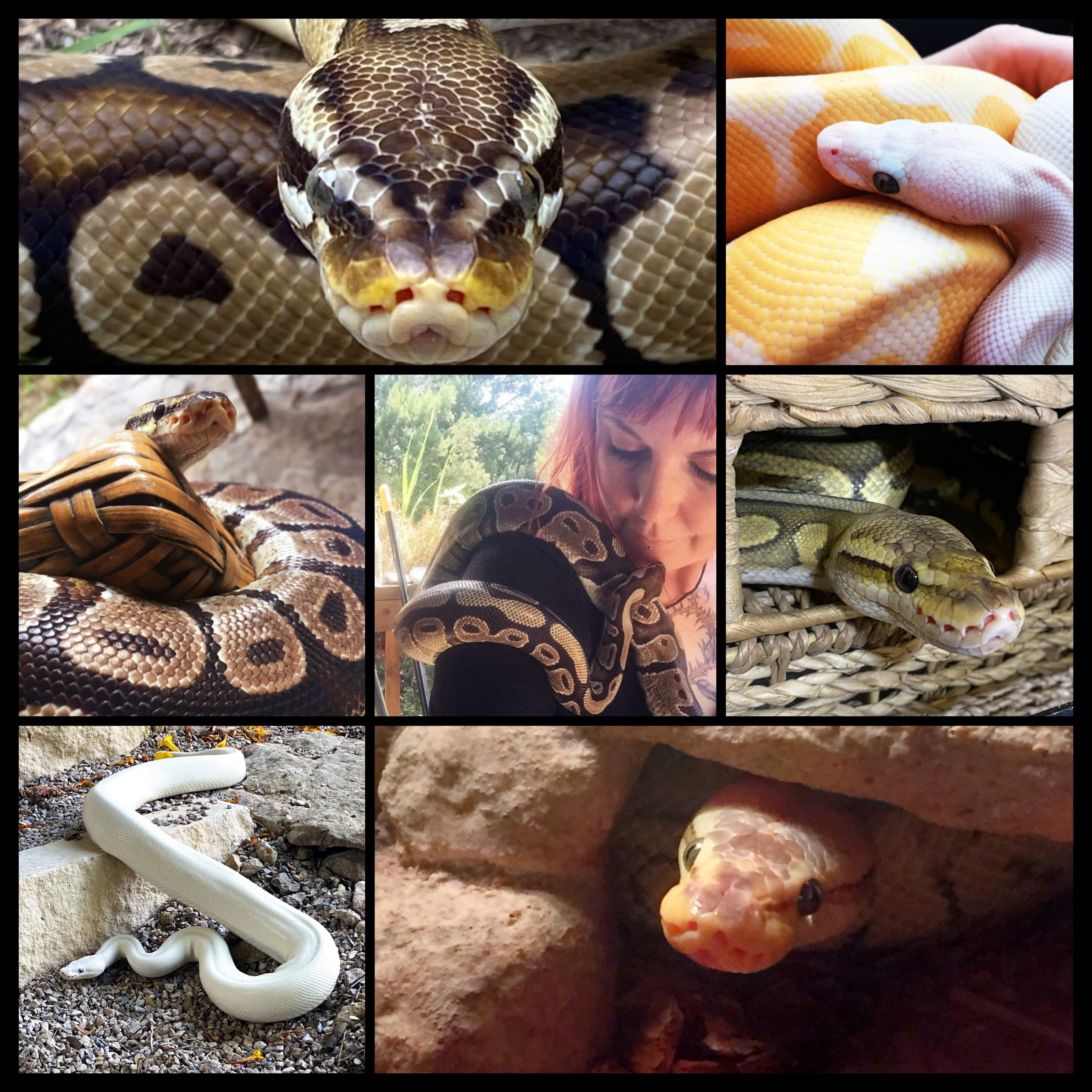 +SNAKE SANCTUARY+