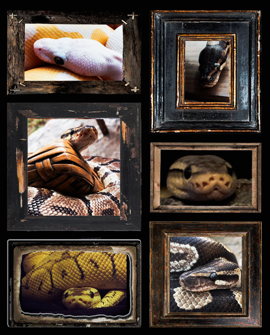 Support My Snake Sanctuary