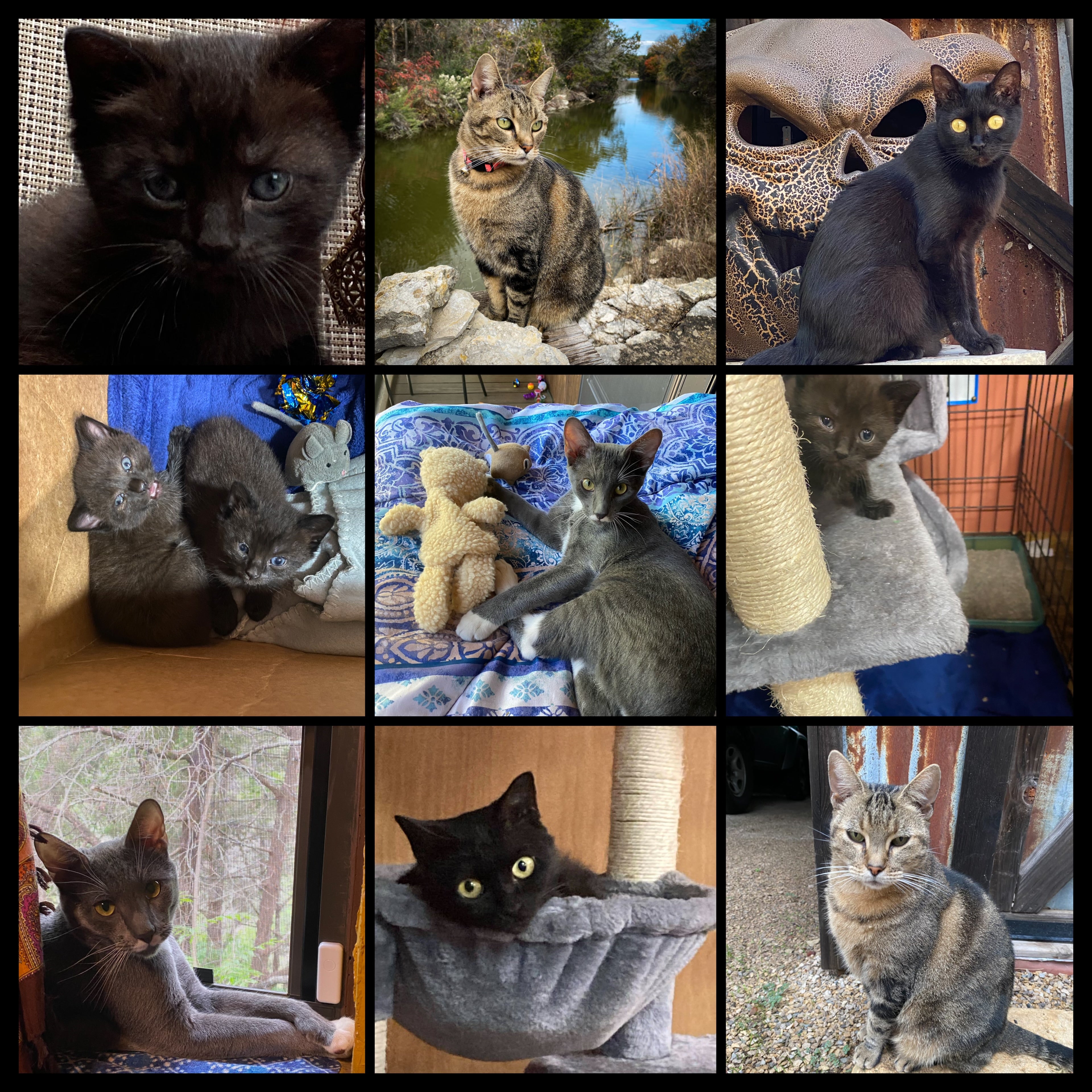 Support My Cat Sanctuary
