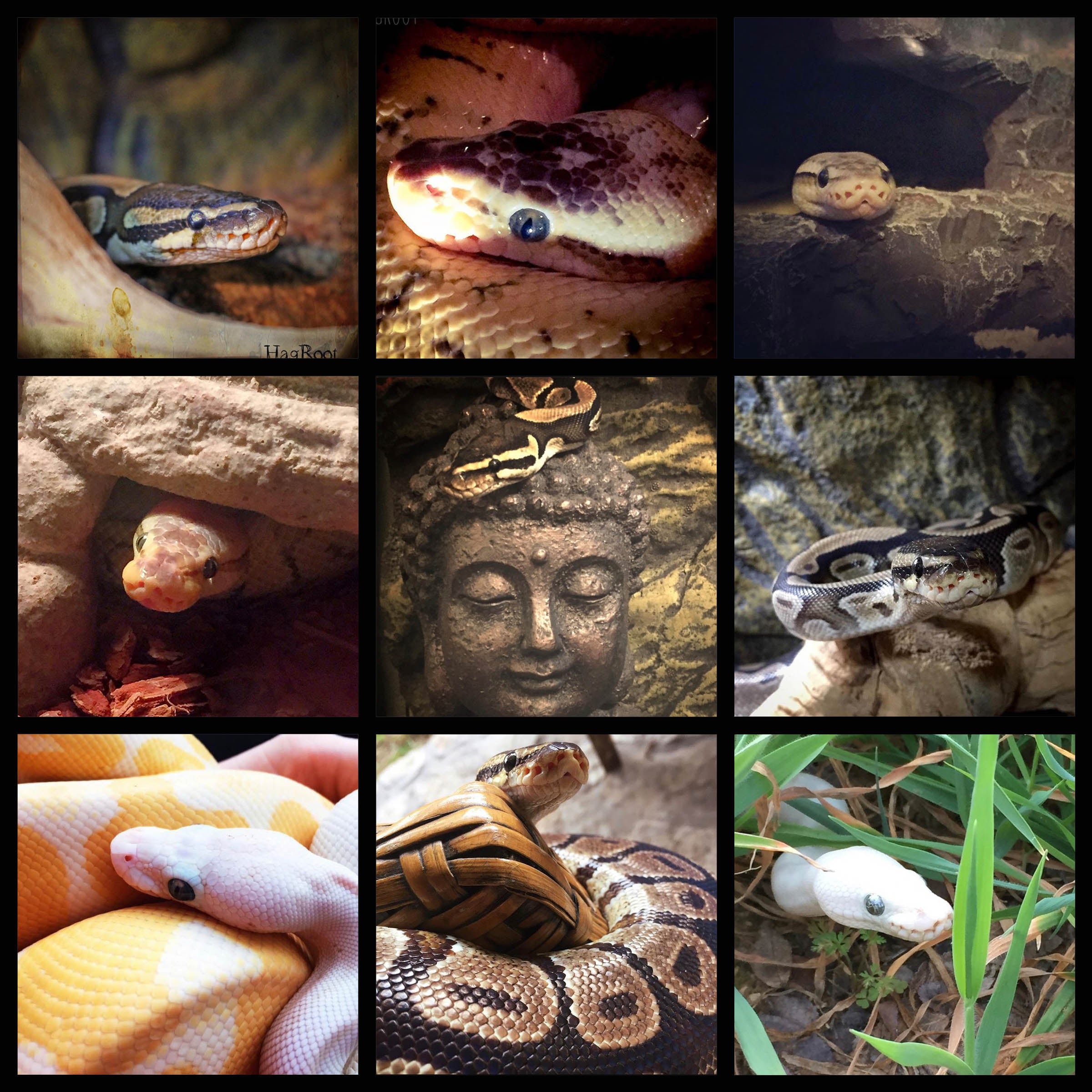 Support My Snake Sanctuary
