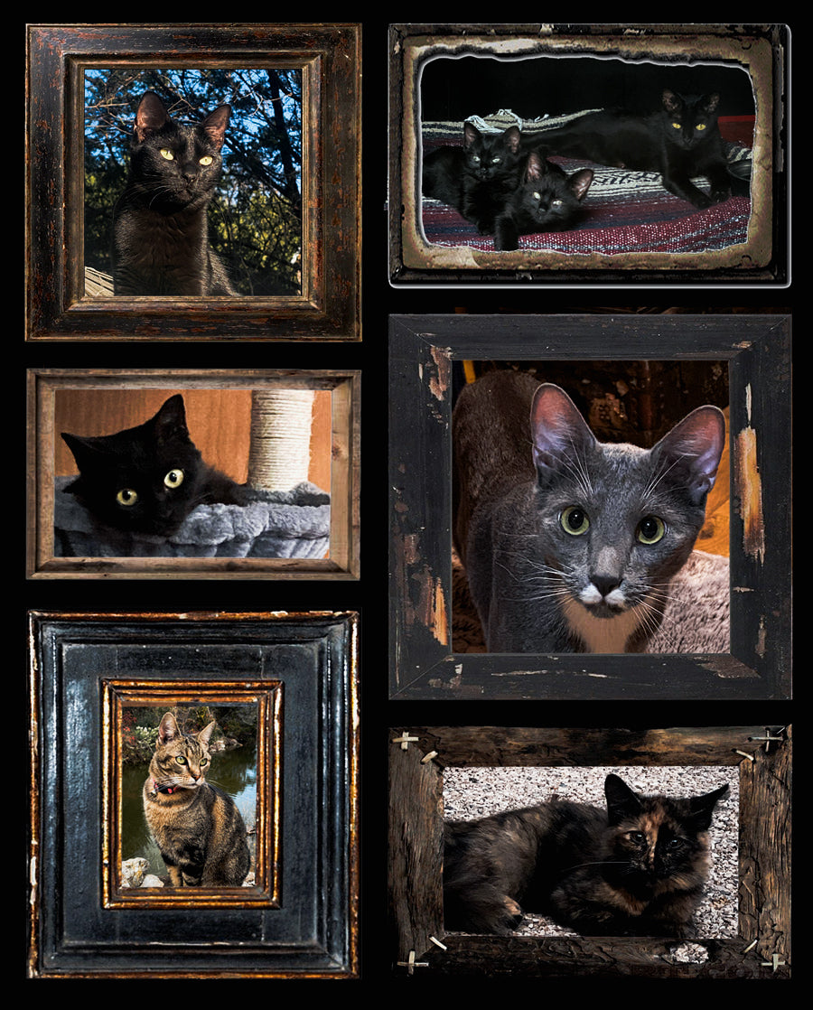 Support My Cat Sanctuary